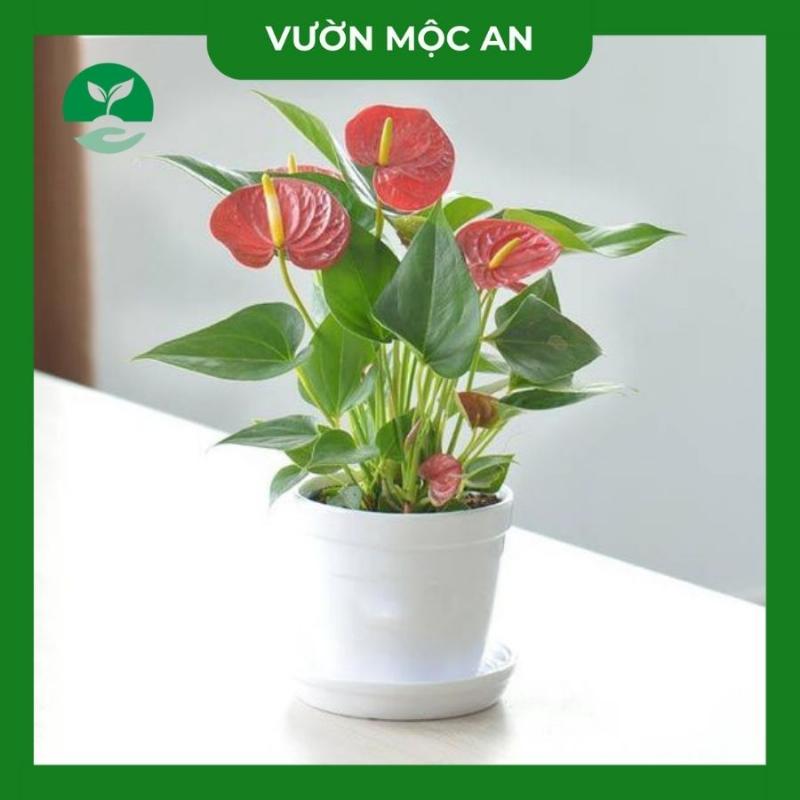 Vị trí phong thủy tốt đặt cây hồng môn trong nhà hoặc văn phòng